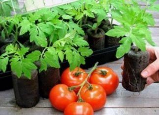 Посадка помидоров в конце марта гарантирует хороший урожай в 2019 году