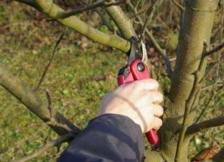 Уход за деревьями весной должен быть регулярным