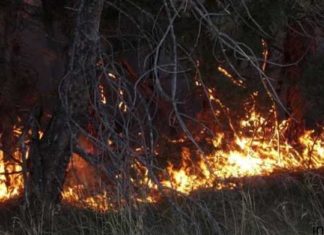 В Курганской области введен режим ЧС из-за природных пожаров