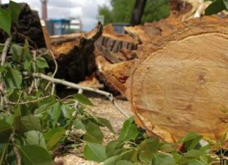 Из-за падения деревьев в Москве госпитализированы пять человек