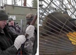 Иркутский губернатор учил внуков стрелять по кабану в клетке