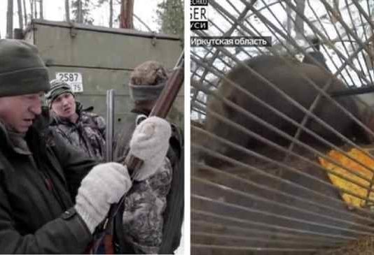 Иркутский губернатор учил внуков стрелять по кабану в клетке