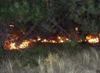 Природные пожары в России охватили почти 50 тысяч гектаров