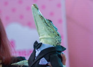 Лама-бэтмен и крокодил Джеймс Бонд поразили публики на первом петербургском косплей-шоу домашних питомцев