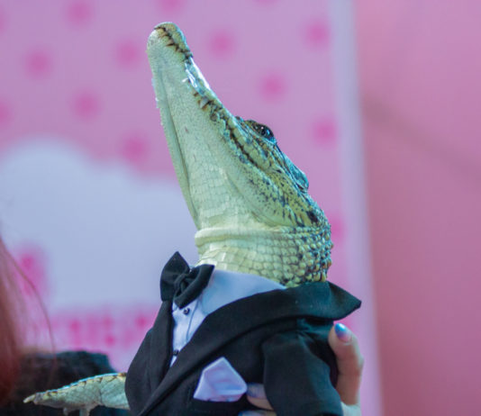 Лама-бэтмен и крокодил Джеймс Бонд поразили публики на первом петербургском косплей-шоу домашних питомцев