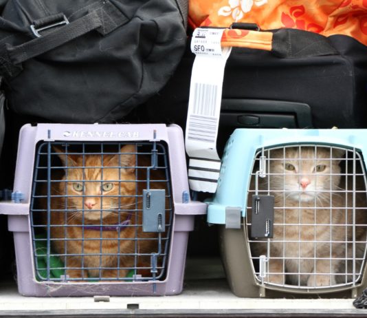 Особенности авиаперевозки животных