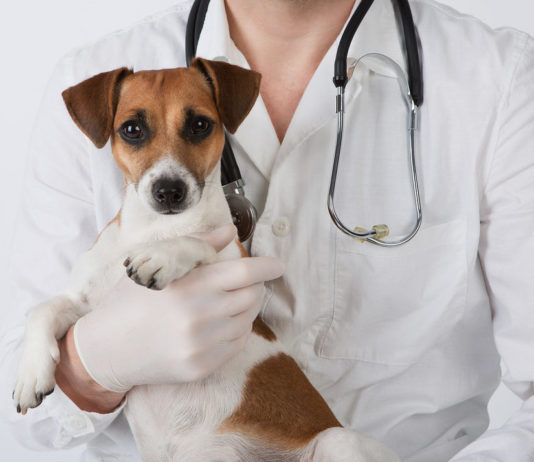 Какими услугами можно воспользоваться в ветеринарной клинике?