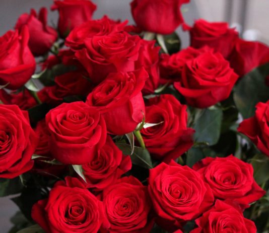 Роза: волшебный цветок любви