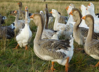 Породы гусей: описание и разновидности