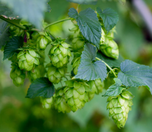 Как вырастить хмель на даче из семян?