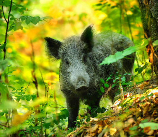 Дикий кабан. Образ жизни и среда обитания дикого кабана