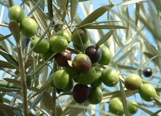 Оливковое дерево: описание, полезные свойства