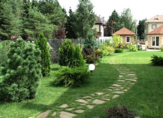 Как правильно расчистить запущенный участок от деревьев