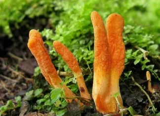 Гриб кордицепс и его особенности