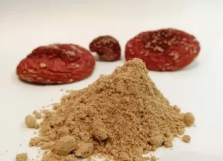 Микродозинг мухоморов: польза и вред для здоровья