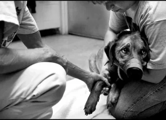 Когда нужно усыплять собаку или кошку?